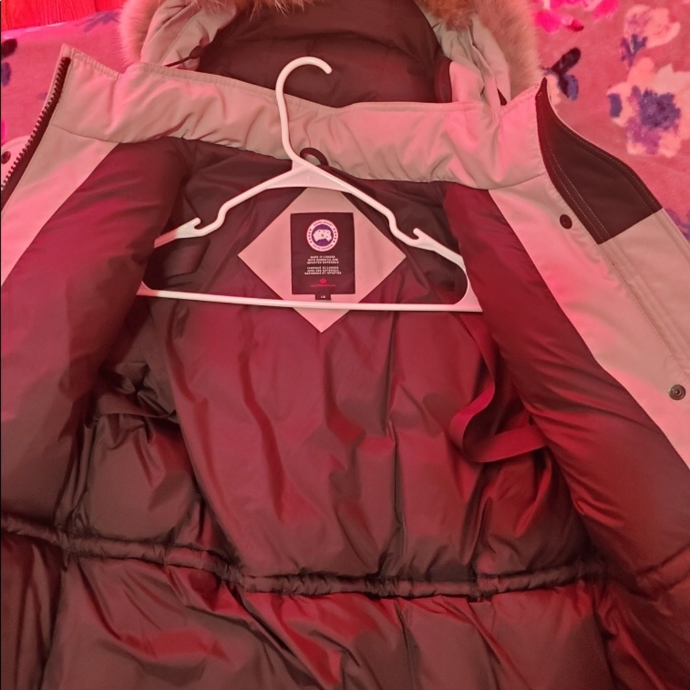 Canada goose
